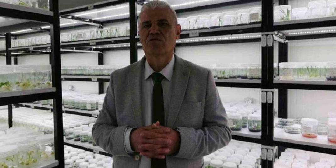 Toprakta kendiliğinden yetişiyor, toplanmasına izin verilmiyor! Laboratuvarda çoğaltılıyor 4